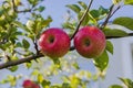 Close up view of two ripe red apples growing on apple tree on autumn day Royalty Free Stock Photo