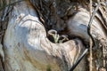 Bird fledgeling hollow nature environment pollution Royalty Free Stock Photo