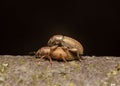 Close-up view of two small weevil insects in the process of mating Royalty Free Stock Photo