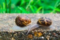 Close up view of two snails Royalty Free Stock Photo