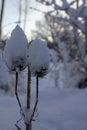 Close up view of two teasels covered with snow on a beautiful snow landscape Royalty Free Stock Photo