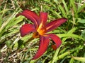 Close-up view of a stunning two tone Daylily Hemerocallis red and yellow Royalty Free Stock Photo