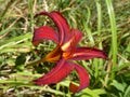 Close-up view of an expressive two tone Daylily Hemerocallis red and yellow