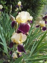 Close-up view of a two tone flower garden iris purple and pale yellow