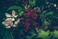 Two types of ornamental apple tree blossoms red and white