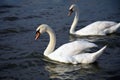 Two White Danube Swans Royalty Free Stock Photo