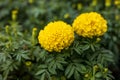 Close-up view of two yellow marigold flowers blooming beautifully against a cluster of blurred green leaves Royalty Free Stock Photo