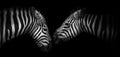 Close-up view of two zebras on a black background, banner