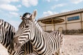 close up view of two zebras grazing in corral