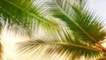 Close-up. View from under the green palm leaves. against the sky. Textures Royalty Free Stock Photo