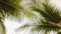 Close-up. View from under the green palm leaves. against the sky. Textures Royalty Free Stock Photo