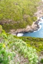 Close-up view of the UNESCO world heritage site protected flora in Erskine Valley near Mount Gower on Lord Howe Island