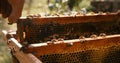 Close-up view of the unknown beekeeper taking the honecomb on the wooden frame with bees out the hive. RED camera shot