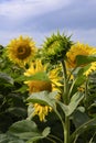A close-up view of an unopened sunflower Royalty Free Stock Photo