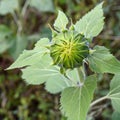 A close-up view of an unopened sunflower bud in a field Royalty Free Stock Photo
