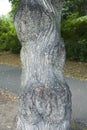 Close up of an unusual tree trunk in Norway Royalty Free Stock Photo