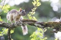 Close up view of a Varigiated Squirrel male Royalty Free Stock Photo