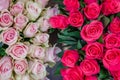 Red, white and pink blooming roses background. Royalty Free Stock Photo