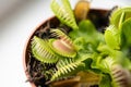 Close up view of The Venus flytrap, Dionaea muscipula flower pot growing on home window sill.