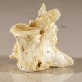 Close up view of a vertebrae of human backbone