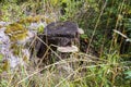 Close up view of very old tree cut with mushroom in grass. Royalty Free Stock Photo