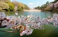 Close up view of vibrant cherry blossoms on a branch of Sakura tree by a beautiful lake on a sunny day in Omiya Park