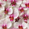 Close up view of vibrant and delicate orchid flower in full bloom, seen from the top perspective