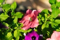 A close-up view of vibrant geranium and pelargonium flowers in full bloom. Royalty Free Stock Photo