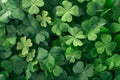 A close-up view of vibrant green clover leaves covering the frame. Royalty Free Stock Photo