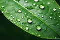 Close-up view of vibrant green leaf adorned with glistening water droplets, capturing beauty of nature's intricate Royalty Free Stock Photo