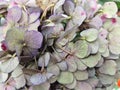 Close up view of Vibrant hydrangea blooms in purple shades Royalty Free Stock Photo