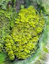 Close-up view of a Vietnamese mossy frog