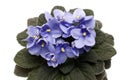 Blossoming blue colored african violet flower saintpaulia. Flowering Saintpaulias.A close-up view of the Violet bush in Uzambar