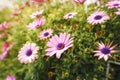 Close-up view of violet daisies, New York Asters Aster novi-belgii flowers in Spring