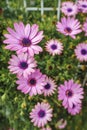 Close-up view of violet daisies, New York Asters Aster novi-belgii flowers in Spring