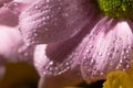 Close up view of violet daisy with water drops on petals. Royalty Free Stock Photo