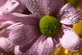 Close up view of violet daisy with water drops on petals. Royalty Free Stock Photo