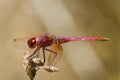 Violet Dropwing (Trithemis annulata)