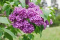 Close-up view of violet lilac flower Royalty Free Stock Photo