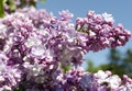 Close-up view of violet lilac flower inflorescence