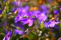 Close up view of violet Lobelia erinus vibrant flower on the blurred background Royalty Free Stock Photo