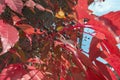 Close up view of Virginia creeper vines and berries