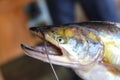 close up view of wallago attu mouth with sharp teeth freshwater shark