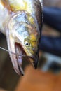 close up view of wallago attu mouth with sharp teeth freshwater shark Royalty Free Stock Photo