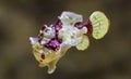 Close-up view of a Warty frogfish