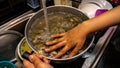 Close up view washing a full of saltwater clams using tap water to remove sand, dirt and salt water