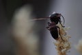 Wasp collect nectar from coconut flowers