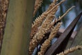 Wasp collect nectar from coconut flowers