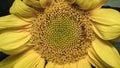 A close-up view of a wasp sitting on a sunflower flower Royalty Free Stock Photo