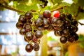 Close up view of Wasted, Rotting Grapes, Bunch of green moldy red on tree.